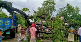 ঝড়বৃষ্টিতে ঢাকা-পাবনা মহাসড়কে ভেঙে পড়েছে গাছ, যান চলাচল ব্যাহত